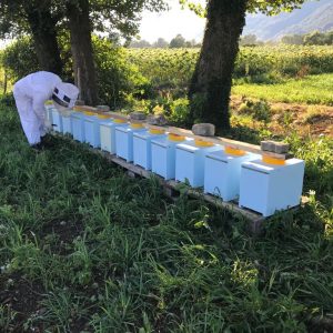 Nucleo di api con Regina Feconda