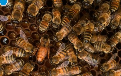 Aprile: inizio del mese