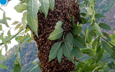 Recupero dello Sciame: Intervenire con Successo Quando la Sciamatura è Avvenuta