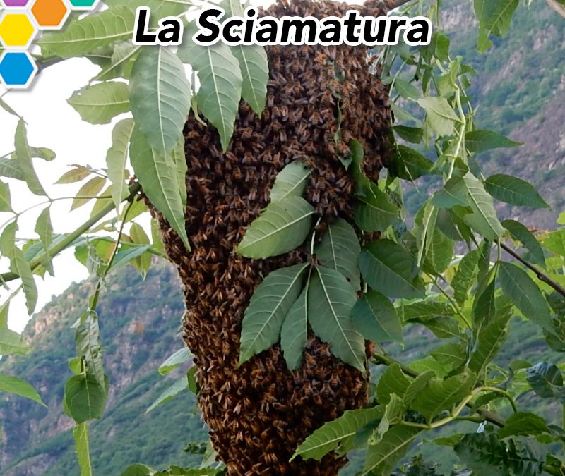 Recupero dello Sciame: Intervenire con Successo Quando la Sciamatura è Avvenuta