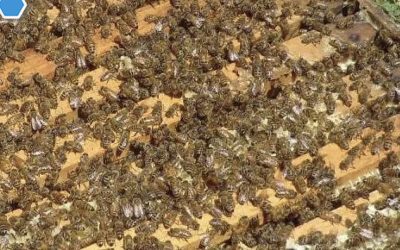 Giugno: Approfittiamo dell’Abbondanza di Api per Rafforzare le Nostre Colonie