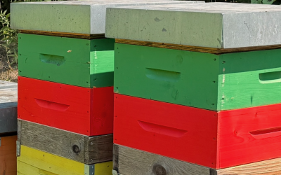 Luglio: il blocco di covata con favo orizzontale, alleato contro la varroa