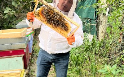 Ottobre caldo in apiario: l’edera, la covata e la varroa