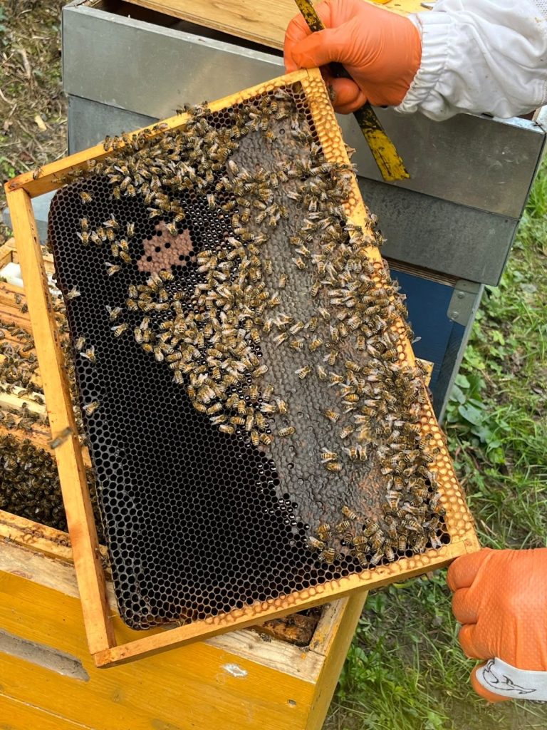 Un telaio con la covata, a metà ottobre
